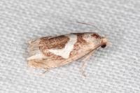 Epiblema foenella
