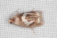 Epiblema foenella
