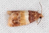 Epinotia festivana