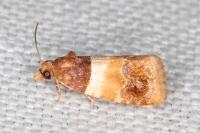 Epinotia festivana