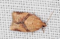 Clepsis consimilana