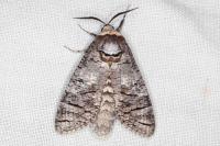 Cossus cossus