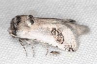 Parahypopta caestrum