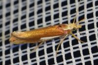 Ypsolopha parenthesella