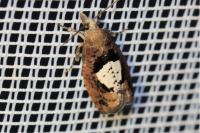 Epinotia brunnichana