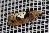 Epinotia brunnichana