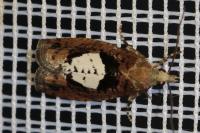 Epinotia brunnichana