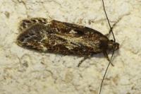 Gelechia sororculella