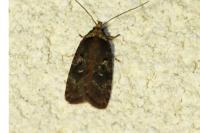 Agonopterix conterminella
