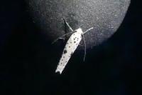 Yponomeuta plumbella
