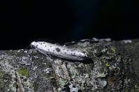 Yponomeuta plumbella