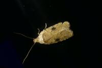Agonopterix propinquella