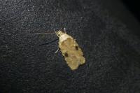 Agonopterix propinquella