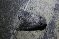Cossus cossus