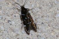 Argolamprotes micella