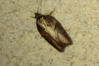 Acleris hastiana