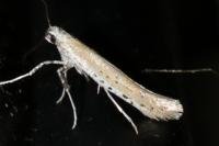 Aspilapteryx tringipennella