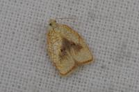 Acleris forsskaleana