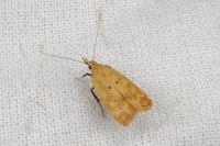 Acompsia schmidtiellus