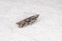 Anarsia innoxiella