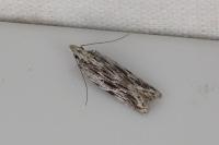 Anarsia innoxiella