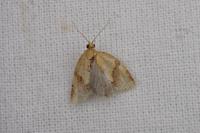 Clepsis consimilana