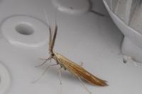 Coleophora wockeella/onopordiella