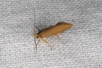 Crassa unitella