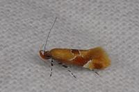 Epicallima formosella