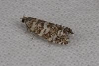 Epinotia tedella