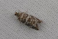 Epinotia tedella