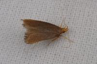 Eurodachtha pallicornella