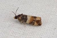 Lobesia bicinctana