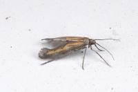 Ochromolopis ictella