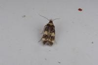 Oegoconia