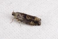Zeiraphera isertana