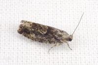 Zeiraphera isertana