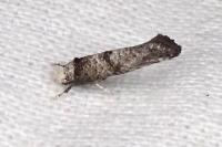 Paraswammerdamia