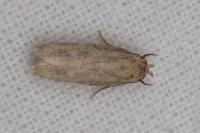Platyedra subcinerea