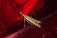 Pleurota aristella
