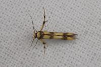 Stathmopoda pedella
