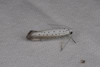 Yponomeuta rorrella