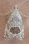 Notocelia uddmanniana
