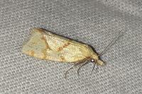 Agapeta hamana