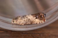 Pammene fasciana