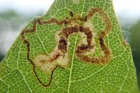 Stigmella speciosa