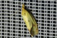 Agapeta hamana