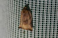 Archips podana