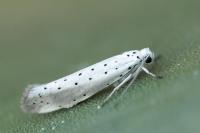 Yponomeuta rorrella