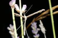 Agdistis